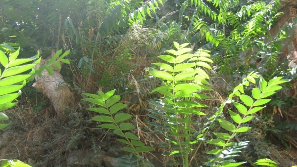 Πωλείται οικία στο Πλωμάρι Λέσβου.